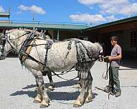 lovable-percheron-horse