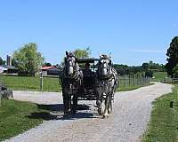 favorite-percheron-horse
