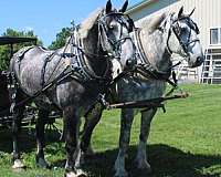love-percheron-horse