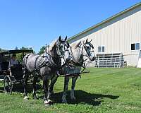 love-attention-percheron-horse