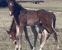 all-around-quarter-horse