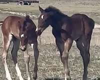 athletic-quarter-horse
