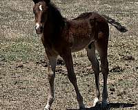 reined-cow-quarter-horse