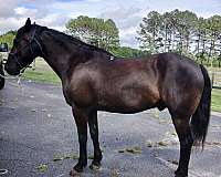 15-hand-morgan-gelding