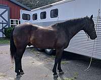 15-hand-morgan-horse