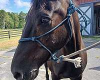 15-hand-gelding