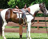 all-around-paint-horse