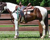 athletic-paint-horse