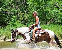 drill-team-paint-horse