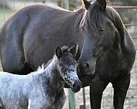 fox-trotter-walkaloosa-horse