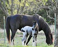 ranch-horse-walkaloosa