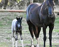 pleasure-horse-walkaloosa