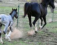 endurance-horse-walkaloosa