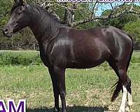 cattle-walkaloosa-horse
