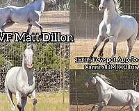 paso-fino-walkaloosa-horse