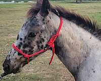 pintaloosa-walkaloosa-horse
