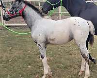 shuffling-appaloosa-walkaloosa-horse