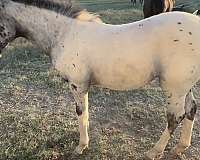 leopard-appaloosa-walkaloosa-horse