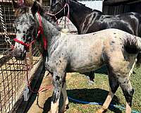 varnish-roan-walkaloosa-horse