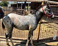 missouri-foxtrotter-walkaloosa-horse