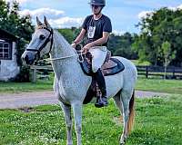 hunters-tennessee-walking-horse