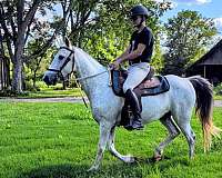 all-around-tennessee-walking-horse