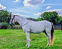 available-tennessee-walking-horse