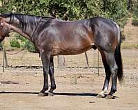athletic-quarter-horse