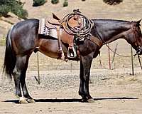 beginner-quarter-horse