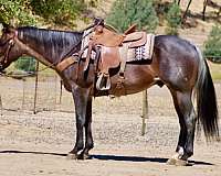 calf-roping-quarter-horse