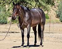 endurance-quarter-horse