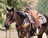 experienced-quarter-horse