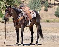 flashy-quarter-horse