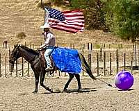 kid-safe-quarter-horse