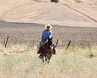 parade-quarter-horse