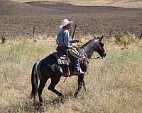 performance-quarter-horse