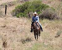 ranch-quarter-horse