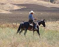 ranch-versatility-quarter-horse