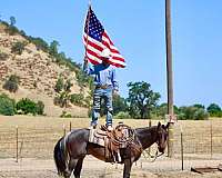 ranch-work-quarter-horse