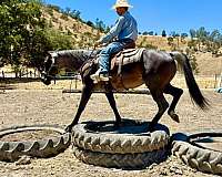 ridden-western-quarter-horse