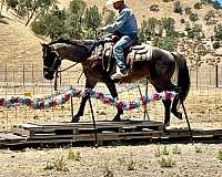 roping-quarter-horse