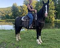 chrome-four-white-socks-horse