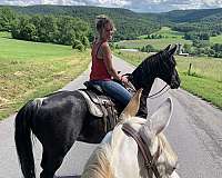 black-chrome-four-white-socks-horse