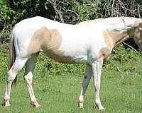 athletic-paint-horse