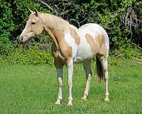 endurance-paint-horse