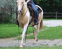 experienced-paint-horse