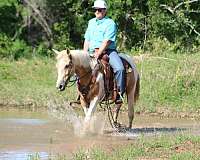 flashy-paint-horse