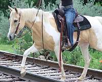 kid-safe-paint-horse