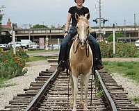 parade-paint-horse