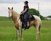 performance-paint-horse